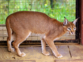 Фото Каракал: тот, кто свирепее льва