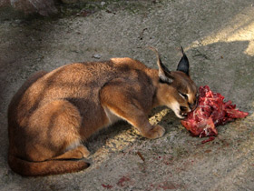 Фото Каракал: тот, кто свирепее льва