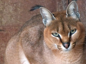 Фото Каракал: тот, кто свирепее льва