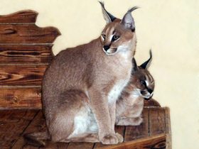 Фото Каракал: тот, кто свирепее льва