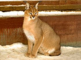 Фото Каракал: тот, кто свирепее льва