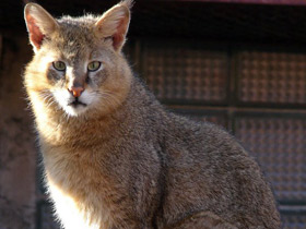 Смотреть фото Хаус Фото Хаус