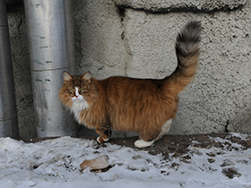 Смотреть фото Лечебные животные. Анималотерапия Фото Лечебные животные. Анималотерапия