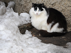 Смотреть фото Домашняя кошка Фото Домашняя кошка