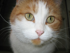 Домашняя кошка