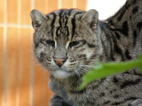 Фото Кот-рыболов