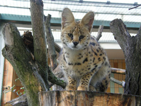 Смотреть фото Сервал Фото Сервал