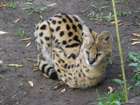 Смотреть фото Сервал Фото Сервал