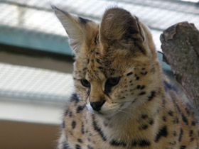 Смотреть фото Сервал Фото Сервал