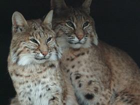 Европейская рысь