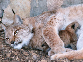 Смотреть фото Европейская рысь Фото Европейская рысь