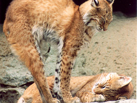 Европейская рысь