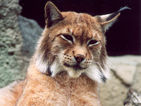 Европейская рысь