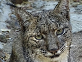 Пиренейская рысь