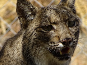 Смотреть фото Пиренейская рысь Фото Пиренейская рысь