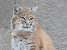 Фото Рыжая рысь