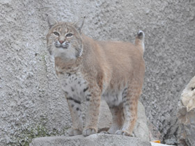 Фото Рыжая рысь