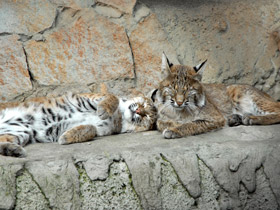 Фото Рыжая рысь