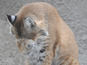 Фото Рыжая рысь