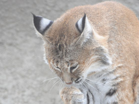 Фото Рыжая рысь