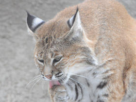 Фото Рыжая рысь