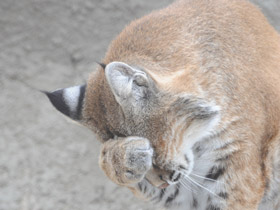 Фото Рыжая рысь