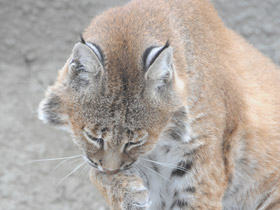 Фото Рыжая рысь