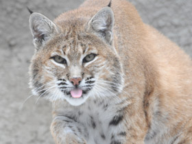 Фото Рыжая рысь