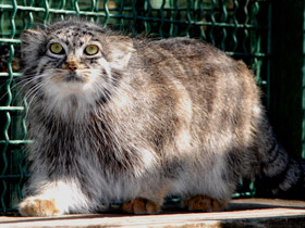 Смотреть фото Манул Фото Манул