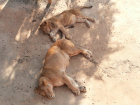 Смотреть фото Лев Фото Лев