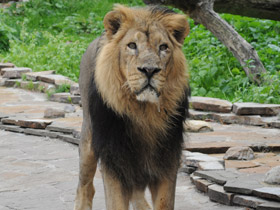 Смотреть фото Азиатский лев Фото Азиатский лев