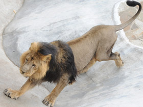 Смотреть фото Азиатский лев Фото Азиатский лев