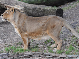 Смотреть фото Азиатский лев Фото Азиатский лев