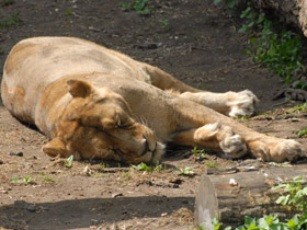 Смотреть фото Азиатский лев Фото Азиатский лев