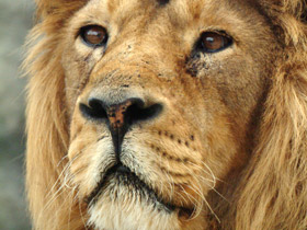 Смотреть фото Азиатский лев Фото Азиатский лев