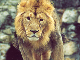 Азиатский лев