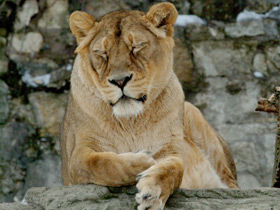 Азиатский лев