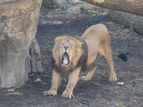 Смотреть фото Азиатский лев Фото Азиатский лев