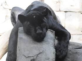 Смотреть фото Ягуар Фото Ягуар