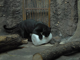 Смотреть фото Ягуар Фото Ягуар