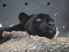 Смотреть фото Ягуар Фото Ягуар