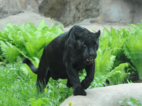 Смотреть фото Ягуар Фото Ягуар