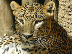 Цейлонский леопард