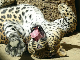 Фото Цейлонский леопард