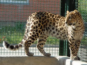 Фото Амурский леопард