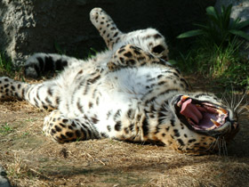 Фото Амурский леопард