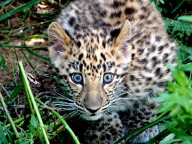 Фото Амурский леопард