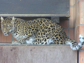 Фото Амурский леопард