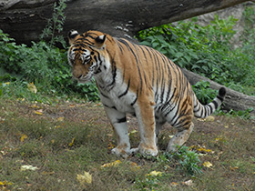 Смотреть фото Амурский тигр Фото Амурский тигр