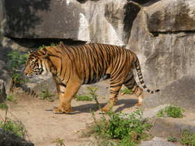 Смотреть фото Тигр Фото Тигр